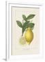 Les Citrons I-A^ Poiteau-Framed Giclee Print