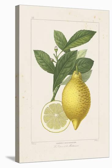 Les Citrons I-A^ Poiteau-Stretched Canvas