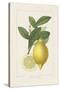 Les Citrons I-A^ Poiteau-Stretched Canvas