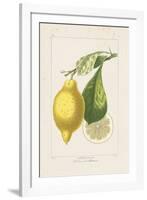 Les Citrons II-A^ Poiteau-Framed Giclee Print