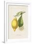 Les Citrons II-A^ Poiteau-Framed Giclee Print