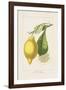 Les Citrons II-A^ Poiteau-Framed Giclee Print