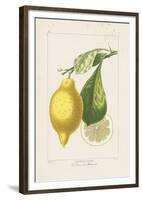 Les Citrons II-A^ Poiteau-Framed Giclee Print