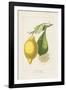 Les Citrons II-A^ Poiteau-Framed Giclee Print