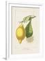 Les Citrons II-A^ Poiteau-Framed Giclee Print