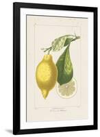 Les Citrons II-A^ Poiteau-Framed Giclee Print