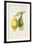 Les Citrons II-A^ Poiteau-Framed Giclee Print