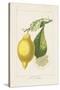 Les Citrons II-A^ Poiteau-Stretched Canvas