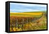 Les Collines Vineyard in Autumn, Walla Walla, Washington, USA-Richard Duval-Framed Stretched Canvas