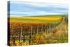 Les Collines Vineyard in Autumn, Walla Walla, Washington, USA-Richard Duval-Stretched Canvas