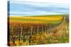 Les Collines Vineyard in Autumn, Walla Walla, Washington, USA-Richard Duval-Stretched Canvas