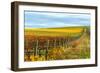 Les Collines Vineyard in Autumn, Walla Walla, Washington, USA-Richard Duval-Framed Photographic Print