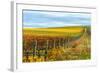 Les Collines Vineyard in Autumn, Walla Walla, Washington, USA-Richard Duval-Framed Photographic Print