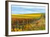 Les Collines Vineyard in Autumn, Walla Walla, Washington, USA-Richard Duval-Framed Photographic Print