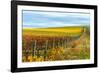 Les Collines Vineyard in Autumn, Walla Walla, Washington, USA-Richard Duval-Framed Photographic Print