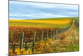 Les Collines Vineyard in Autumn, Walla Walla, Washington, USA-Richard Duval-Mounted Photographic Print