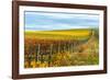 Les Collines Vineyard in Autumn, Walla Walla, Washington, USA-Richard Duval-Framed Photographic Print