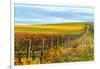 Les Collines Vineyard in Autumn, Walla Walla, Washington, USA-Richard Duval-Framed Photographic Print