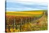 Les Collines Vineyard in Autumn, Walla Walla, Washington, USA-Richard Duval-Stretched Canvas