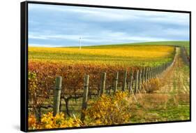 Les Collines Vineyard in Autumn, Walla Walla, Washington, USA-Richard Duval-Framed Stretched Canvas