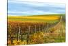 Les Collines Vineyard in Autumn, Walla Walla, Washington, USA-Richard Duval-Stretched Canvas