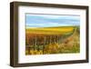 Les Collines Vineyard in Autumn, Walla Walla, Washington, USA-Richard Duval-Framed Photographic Print