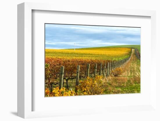 Les Collines Vineyard in Autumn, Walla Walla, Washington, USA-Richard Duval-Framed Photographic Print