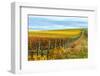 Les Collines Vineyard in Autumn, Walla Walla, Washington, USA-Richard Duval-Framed Photographic Print