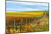 Les Collines Vineyard in Autumn, Walla Walla, Washington, USA-Richard Duval-Mounted Photographic Print