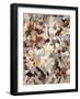 Les Fleurs II-Jodi Maas-Framed Giclee Print