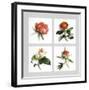 Les Fleurs Roses-Vincent Jeannerot-Framed Art Print