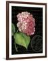 Les Jardin Geranium-Kimberly Poloson-Framed Art Print