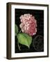 Les Jardin Geranium-Kimberly Poloson-Framed Art Print