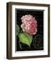 Les Jardin Geranium-Kimberly Poloson-Framed Art Print