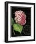 Les Jardin Geranium-Kimberly Poloson-Framed Art Print