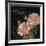 Les Jardin Roses Sq.-Kimberly Poloson-Framed Art Print