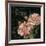 Les Jardin Roses Sq.-Kimberly Poloson-Framed Art Print