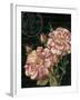 Les Jardin Roses-Kimberly Poloson-Framed Art Print