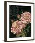 Les Jardin Roses-Kimberly Poloson-Framed Art Print