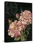 Les Jardin Roses-Kimberly Poloson-Framed Stretched Canvas