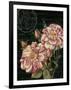 Les Jardin Roses-Kimberly Poloson-Framed Art Print