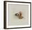 Les Kakis De Quatre Heures-Annapia Antonini-Framed Limited Edition