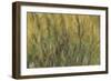 Les Nymph? : Soleil couchant-Claude Monet-Framed Giclee Print