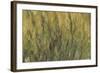 Les Nymph? : Soleil couchant-Claude Monet-Framed Giclee Print