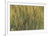 Les Nymph? : Soleil couchant-Claude Monet-Framed Giclee Print