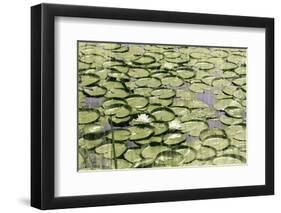 Les Nympheas-Erin Clark-Framed Giclee Print