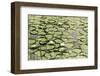 Les Nympheas-Erin Clark-Framed Giclee Print