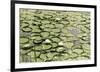 Les Nympheas-Erin Clark-Framed Giclee Print