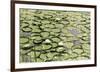 Les Nympheas-Erin Clark-Framed Giclee Print