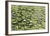 Les Nympheas-Erin Clark-Framed Art Print